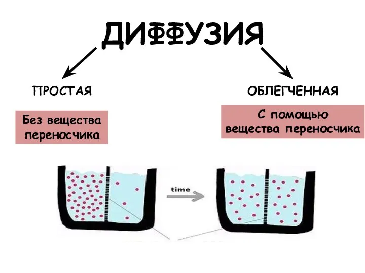 ДИФФУЗИЯ ПРОСТАЯ ОБЛЕГЧЕННАЯ Без вещества переносчика С помощью вещества переносчика