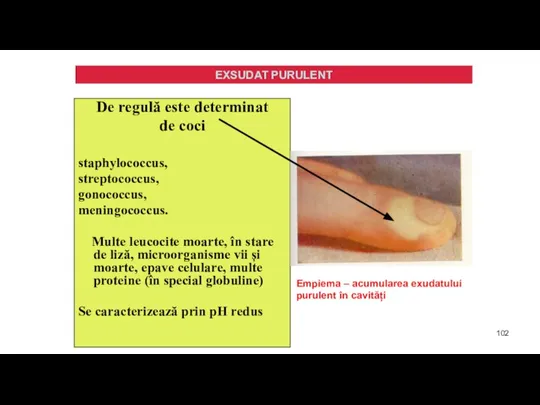 De regulă este determinat de coci staphylococcus, streptococcus, gonococcus, meningococcus. Multe leucocite