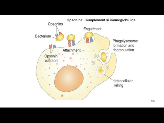 Opsonine: Complement și imunoglobuline