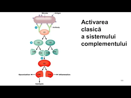 Activarea clasică a sistemului complementului