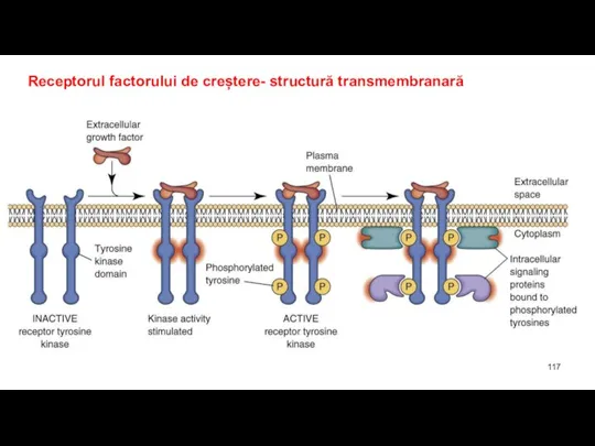 Receptorul factorului de creștere- structură transmembranară