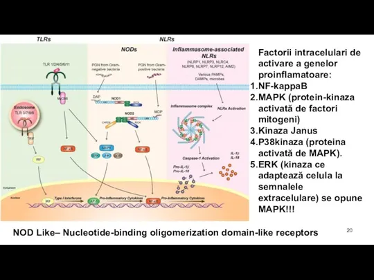 NOD Like– Nucleotide-binding oligomerization domain-like receptors Factorii intracelulari de activare a genelor