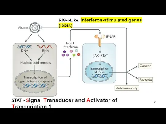 STAT - Signal Transducer and Activator of Transcription 1 RIG-I-Like. Interferon-stimulated genes (ISGs)