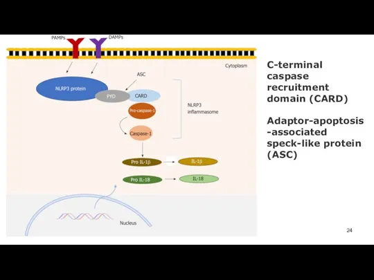 C-terminal caspase recruitment domain (CARD) Adaptor-apoptosis-associated speck-like protein (ASC)