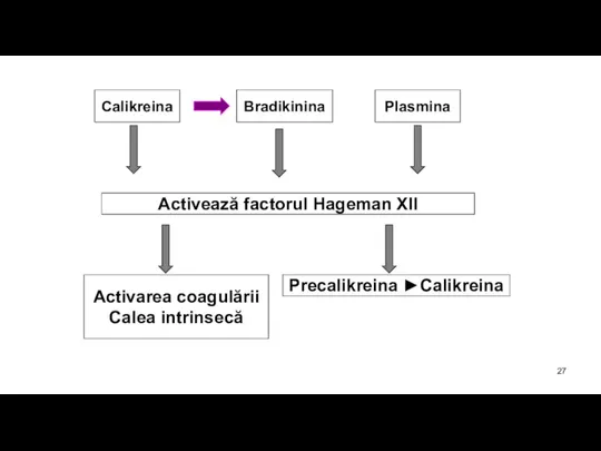 Calikreina Bradikinina Plasmina Activează factorul Hageman XII Precalikreina ►Calikreina Activarea coagulării Calea intrinsecă