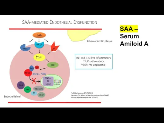 SAA – Serum Amiloid A