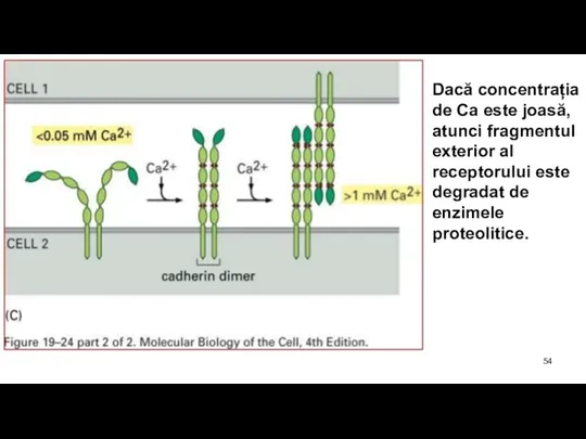 Dacă concentrația de Ca este joasă, atunci fragmentul exterior al receptorului este degradat de enzimele proteolitice.