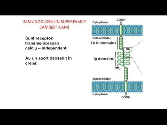 Sunt receptori transmembranari, calciu – independenți Au un aport deosebit în creier.