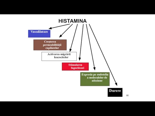 HISTAMINA Vasodilatare Creșterea permeabilității capilarelor Activarea migrării leucocitelor Stimularea fagocitozei Expresia pe