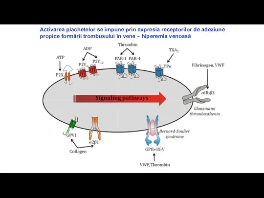 Activarea plachetelor se impune prin expresia receptorilor de adeziune propice formării trombusului