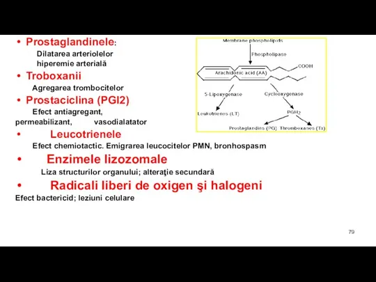 Prostaglandinele: Dilatarea arteriolelor hiperemie arterială Troboxanii Agregarea trombocitelor Prostaciclina (PGI2) Efect antiagregant,