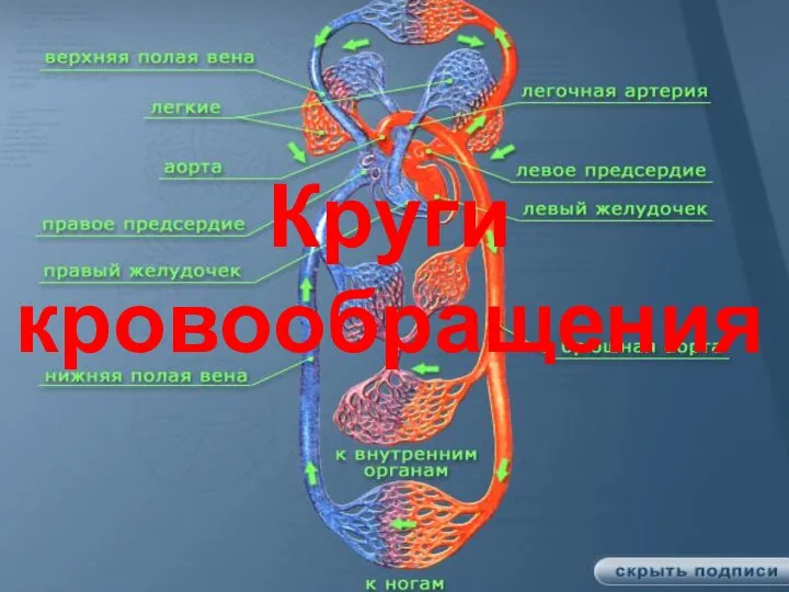 Круги кровообращения