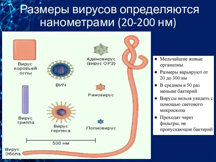 Размеры вирусов определяются нанометрами (20-200 нм)
