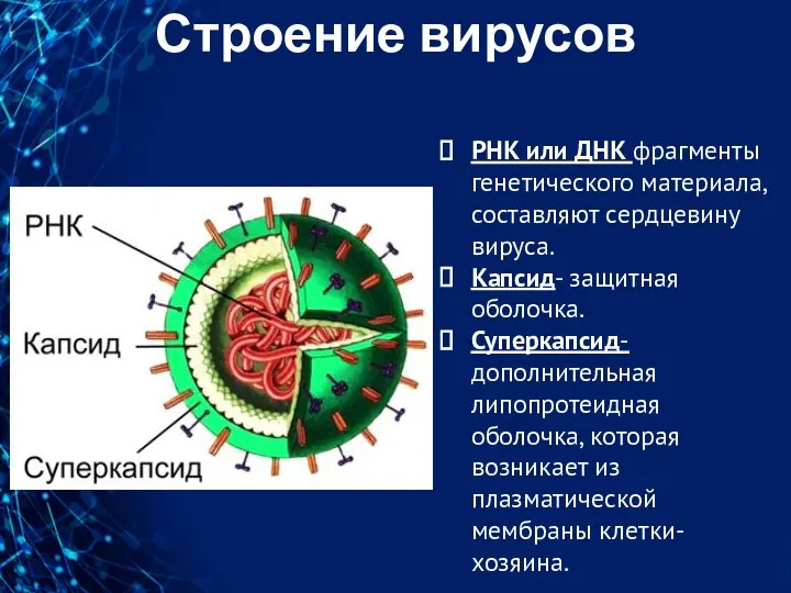 Строение вирусов РНК или ДНК фрагменты генетического материала, составляют сердцевину вируса. Капсид-