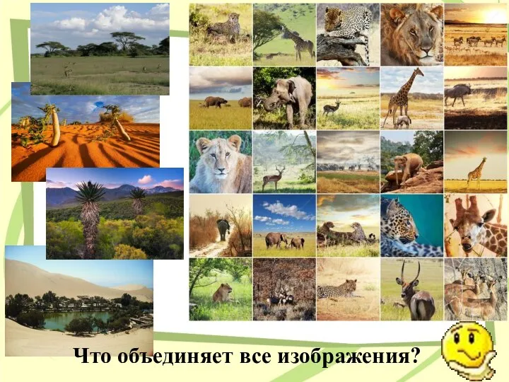 Что объединяет все изображения?