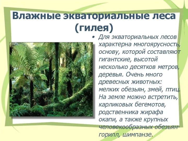 Влажные экваториальные леса (гилея) Для экваториальных лесов характерна многоярусность, основу, которой составляют