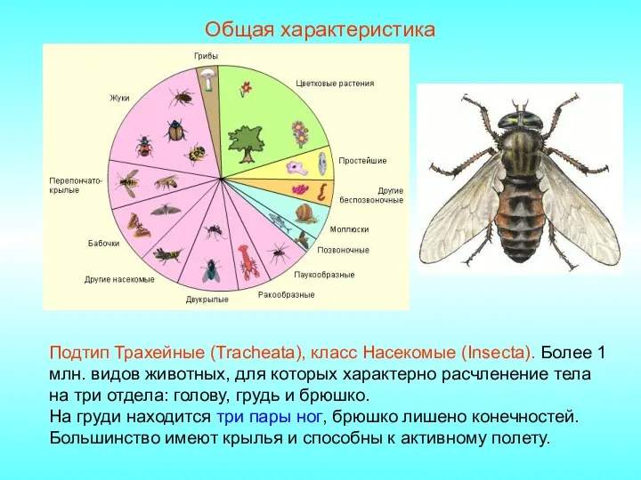 Общая характеристика Подтип Трахейные (Tracheata), класс Насекомые (Insecta). Более 1 млн. видов