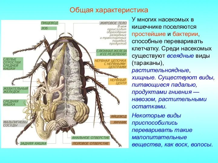 Общая характеристика У многих насекомых в кишечнике поселяются простейшие и бактерии, способные