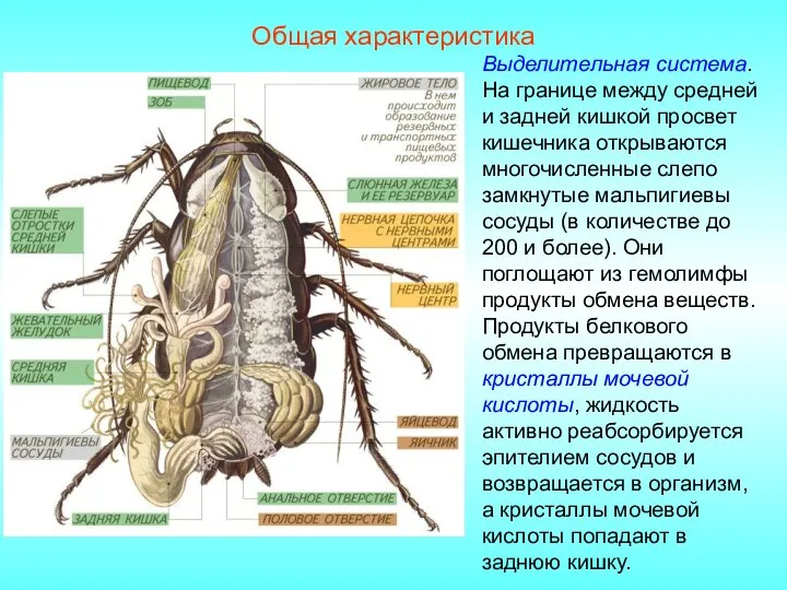 Общая характеристика Выделительная система. На границе между средней и задней кишкой просвет