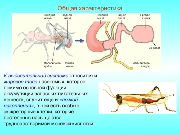 Общая характеристика К выделительной системе относится и жировое тело насекомых, которое помимо