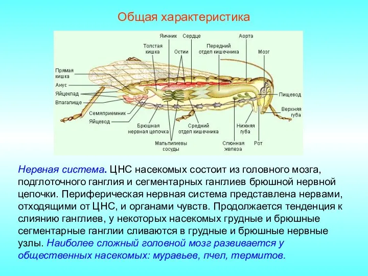 Общая характеристика Нервная система. ЦНС насекомых состоит из головного мозга, подглоточного ганглия