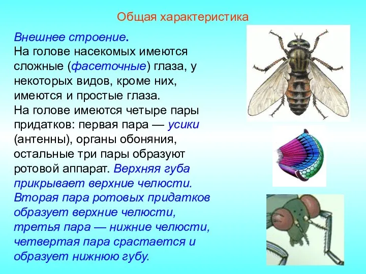 Общая характеристика Внешнее строение. На голове насекомых имеются сложные (фасеточные) глаза, у