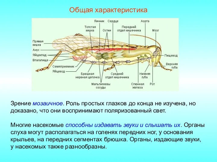 Общая характеристика Зрение мозаичное. Роль простых глазков до конца не изучена, но