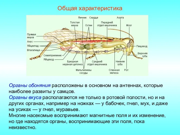 Общая характеристика Органы обоняния расположены в основном на антеннах, которые наиболее развиты