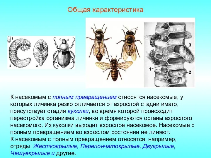 Общая характеристика К насекомым с полным превращением относятся насекомые, у которых личинка