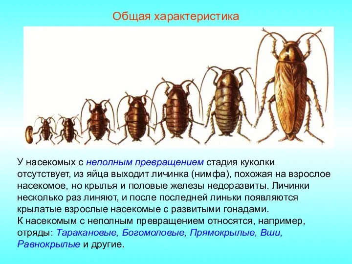 Общая характеристика У насекомых с неполным превращением стадия куколки отсутствует, из яйца