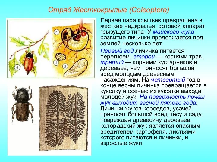 Отряд Жесткокрылые (Coleoptera) Первая пара крыльев превращена в жесткие надкрылья, ротовой аппарат