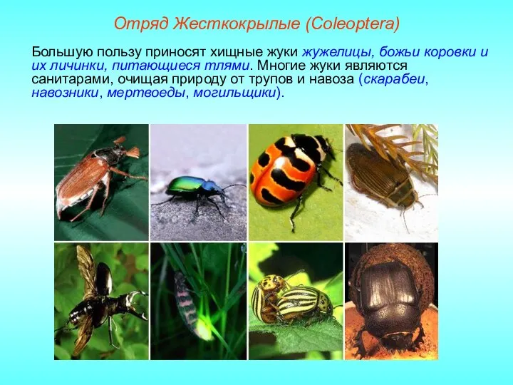 Отряд Жесткокрылые (Coleoptera) Большую пользу приносят хищные жуки жужелицы, божьи коровки и