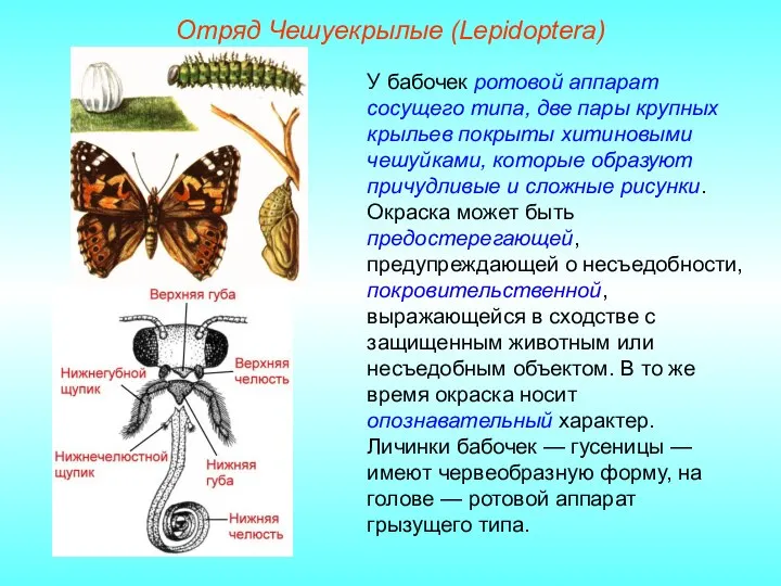 Отряд Чешуекрылые (Lepidoptera) У бабочек ротовой аппарат сосущего типа, две пары крупных