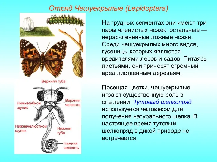 Отряд Чешуекрылые (Lepidoptera) На грудных сегментах они имеют три пары членистых ножек,