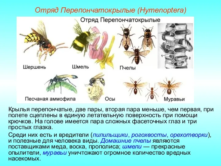 Отряд Перепончатокрылые (Hymenoptera) Крылья перепончатые, две пары, вторая пара меньше, чем первая,