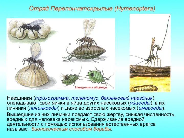 Отряд Перепончатокрылые (Hymenoptera) Наездники (трихограмма, теленомус, белянковый наездник) откладывают свои яички в