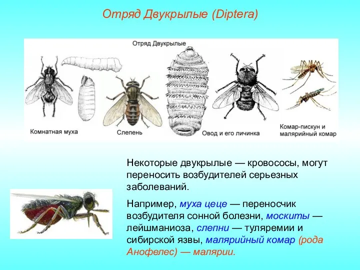 Отряд Двукрылые (Diptera) Некоторые двукрылые — кровососы, могут переносить возбудителей серьезных заболеваний.