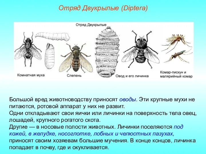 Отряд Двукрылые (Diptera) Большой вред животноводству приносят оводы. Эти крупные мухи не