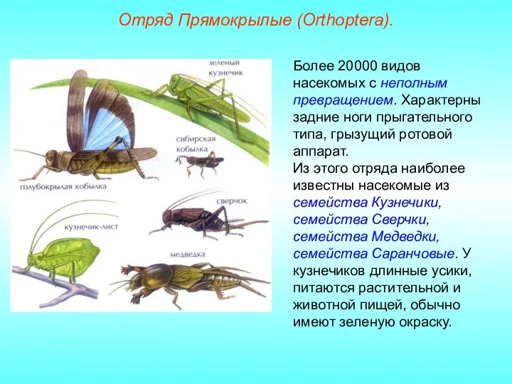Отряд Прямокрылые (Orthoptera). Более 20000 видов насекомых с неполным превращением. Характерны задние