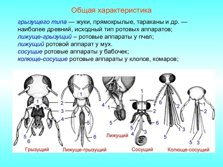 Общая характеристика грызущего типа — жуки, прямокрылые, тараканы и др. — наиболее