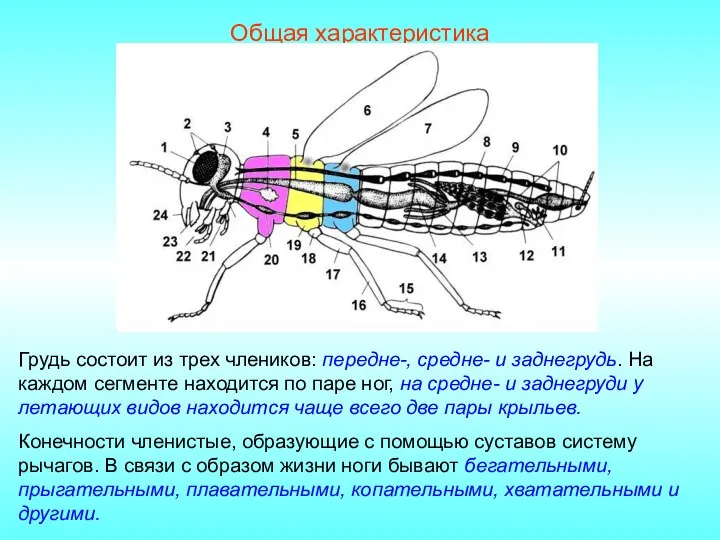 Общая характеристика Грудь состоит из трех члеников: передне-, средне- и заднегрудь. На