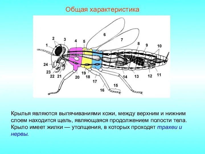 Общая характеристика Крылья являются выпячиваниями кожи, между верхним и нижним слоем находится