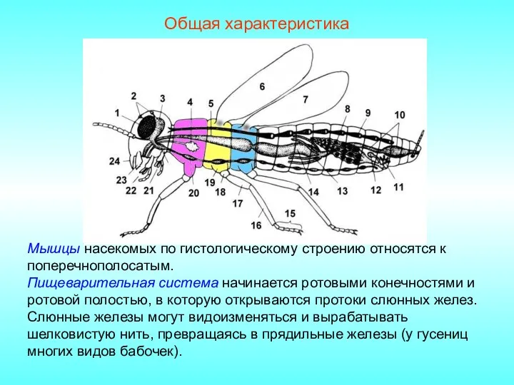 Общая характеристика Мышцы насекомых по гистологическому строению относятся к поперечнополосатым. Пищеварительная система