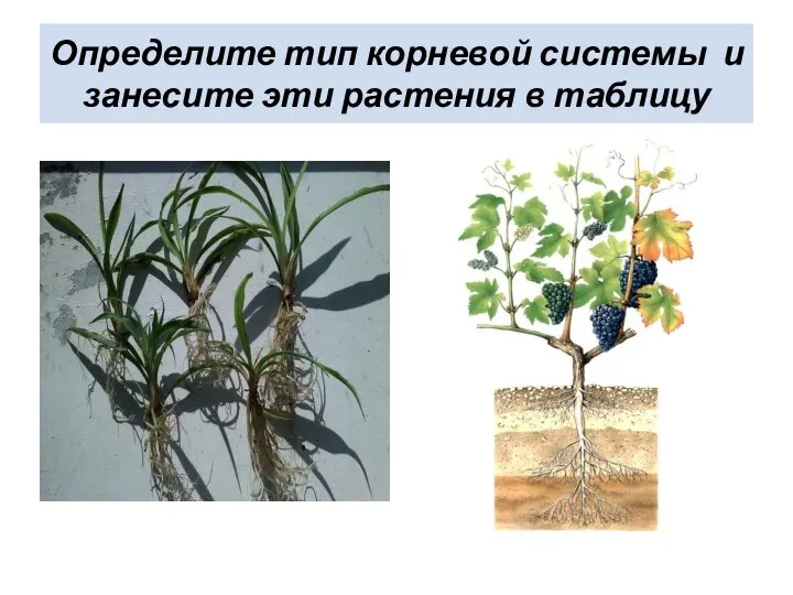 Определите тип корневой системы и занесите эти растения в таблицу