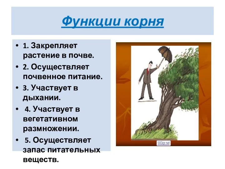 Функции корня 1. Закрепляет растение в почве. 2. Осуществляет почвенное питание. 3.