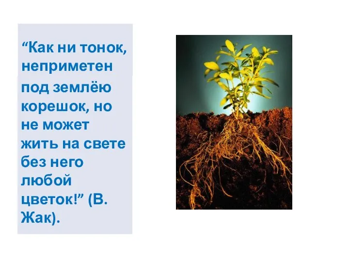 “Как ни тонок, неприметен под землёю корешок, но не может жить на