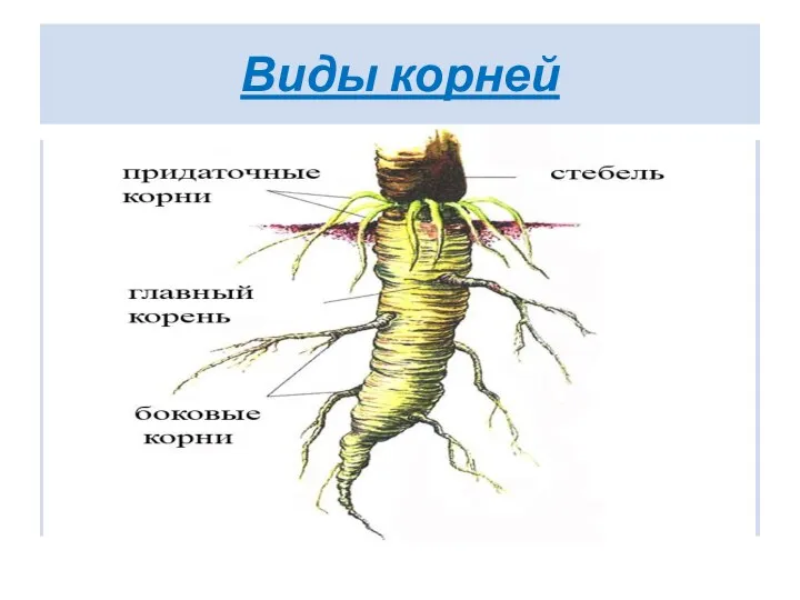 Виды корней