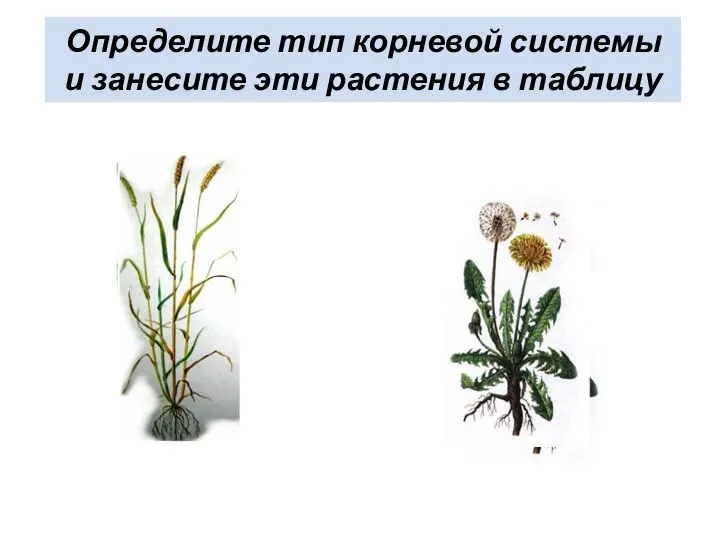 Определите тип корневой системы и занесите эти растения в таблицу