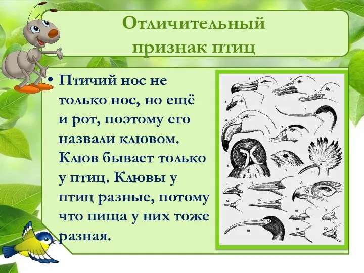 Отличительный признак птиц Птичий нос не только нос, но ещё и рот,