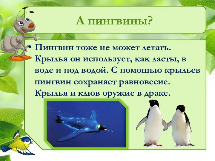 А пингвины? Пингвин тоже не может летать. Крылья он использует, как ласты,